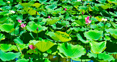 假期去哪？遛娃去哪？团建去哪？研学去哪？聚会去哪？露营去哪？